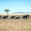 TZA MAR SerengetiNP 2016DEC24 RoadB144 003 : 2016, 2016 - African Adventures, Africa, Date, December, Eastern, Mara, Month, Places, Road B144, Serengeti National Park, Tanzania, Trips, Year